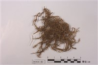 藏品(特異羽蘚)的圖片